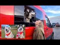 Malamute gets Chased by Cows and has Family Time