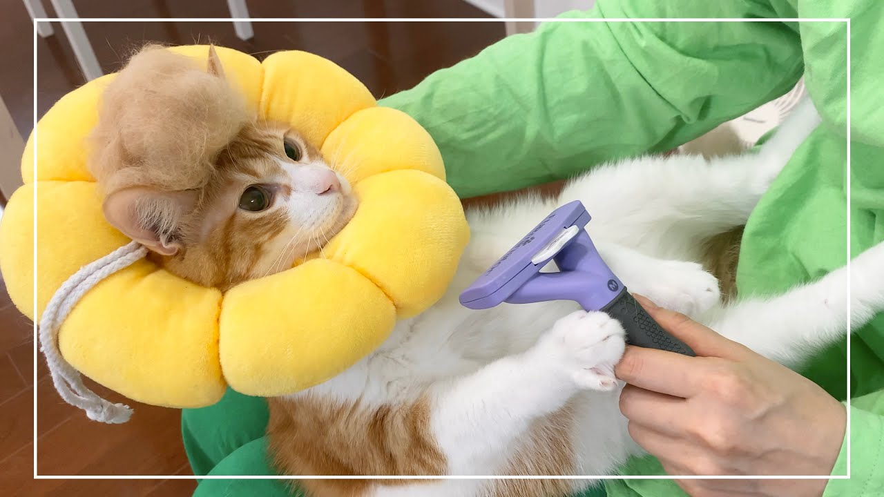 ブラッシング嫌いな茶白猫にファーミネーターをしてみたら…？【4K猫動画】