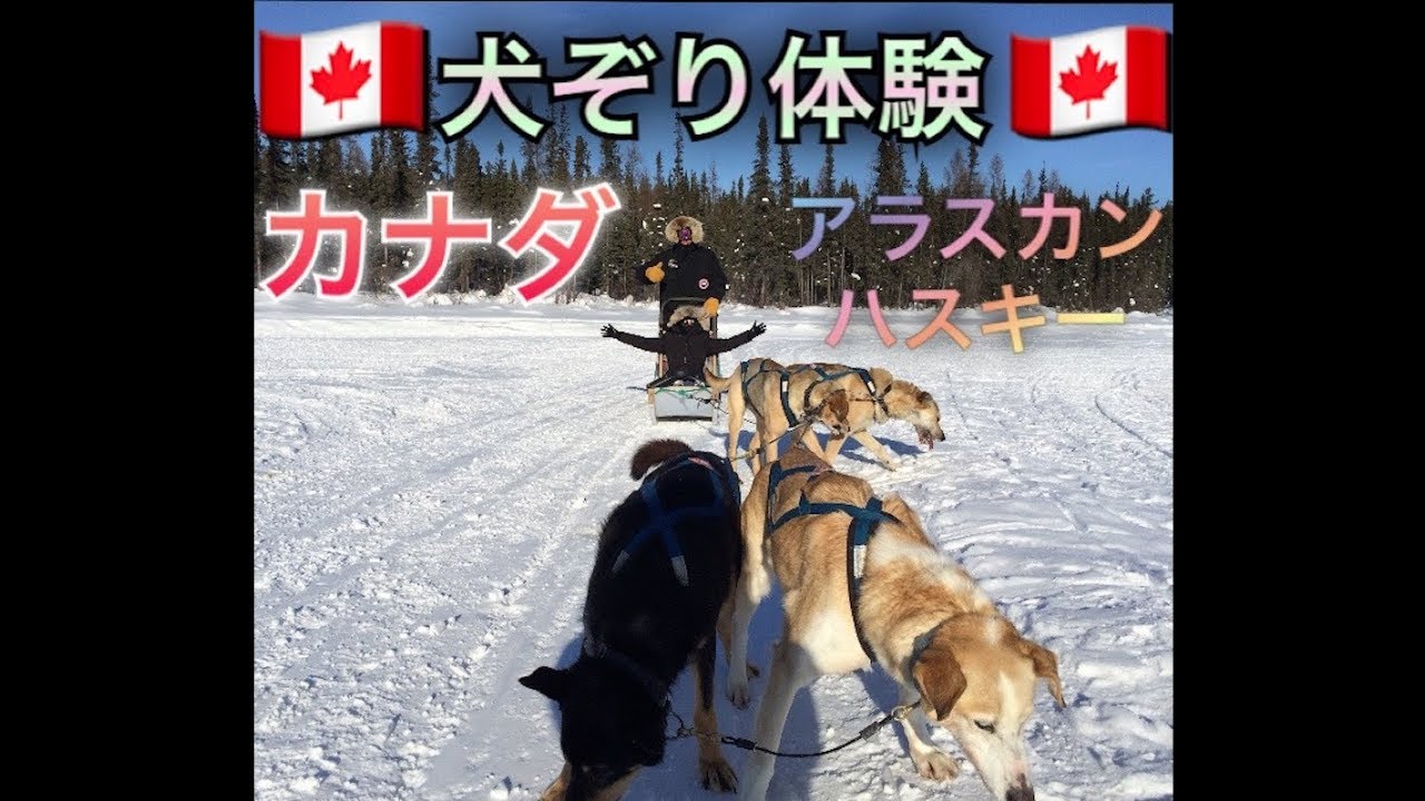 犬ぞり体験 カナダ イエローナイフ オーロラ観賞ツアーで伝統的な犬ぞり体験してみた Youtube