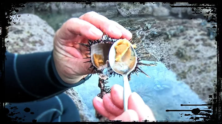 FIRST TIME Eating SEA URCHIN (Kina) 🇳🇿 Coastal Foraging in New Zealand