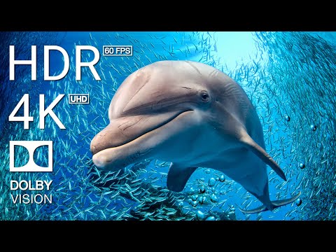 4K (60 FPS) STUNNING UNDERWATER WONDERS OF THE RED SEA + Relaxing Music – Coral Reefs & Colorful Sea 4K (60 FPS) STUNNING UNDERWATER WONDERS OF THE RED SEA + Relaxing Music – Coral Reefs & Colorful Sea