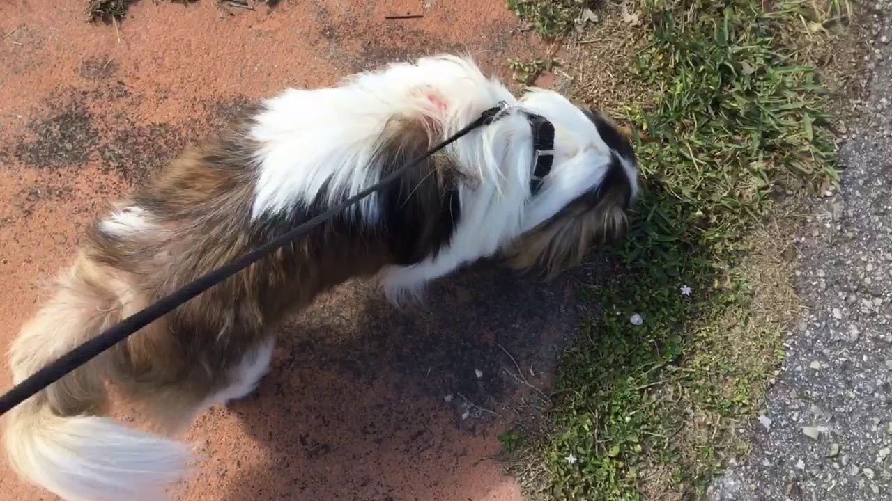 Jessica my dogs going to the restroom YouTube