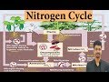Nitrogen cycle biogeochemicalnutrient cycle in the ecosystem  download buddhi ias academy app 