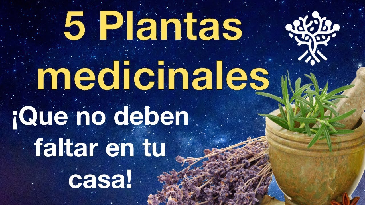 5 Plantas Medicinales Que No Deben Faltar En Tu Casa Youtube