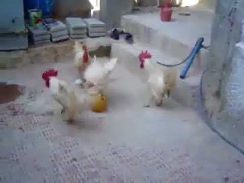  Chicken plays football