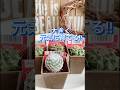 大きく育てる100均ダイソー!サボテン買ってきたら? #cactuslove #cactus #shoirt #shoirts #100均 #100均ダイソー #サボテン