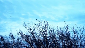 صلاة العشاء ٢\٦\١٤٣٨هـ .. تلاوة ما تيسر من سورة النساء .. للقارئ || محمد الحسن ||