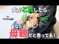 犬が母親だと思っている飼い主にだけ見せる仕草7選【完全解説】