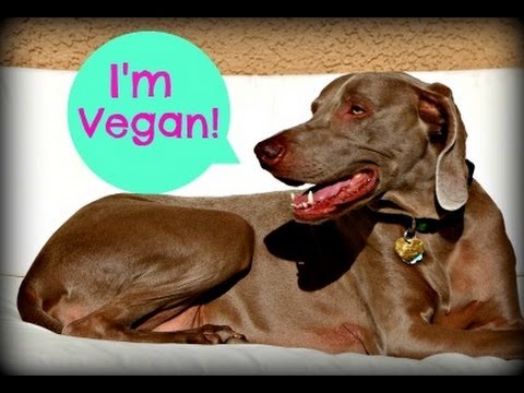 vegan dogs my vegan update we made the switch vegan dogs my vegan update we made the switch