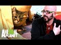 ¡Gato rescatado ataca a Jackson Galaxy! | Mi gato endemoniado | Animal Planet