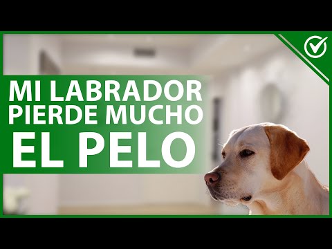 Video: Comida casera para perros para los chihuahuas