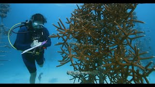 DESTINATION DIVE Season 1 EP 4