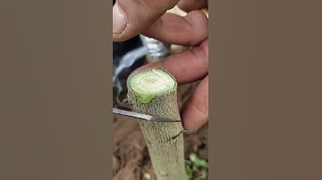 Ghép và chia cây ăn quả. # 果树 graf 接 # Trợ lý Douyin