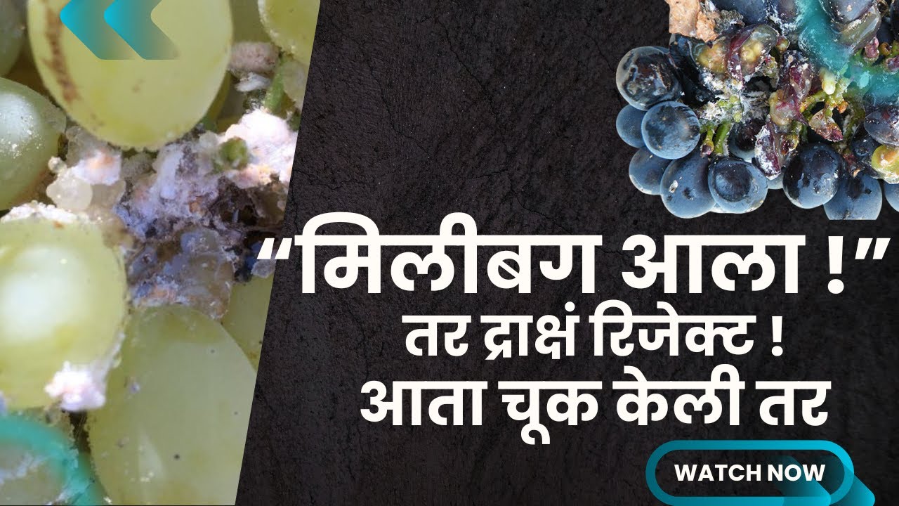 द्राक्ष बागेत मिलीबगमुळे नफा जाणार? शेवटच्या टप्प्यात हे चुकवू नका!