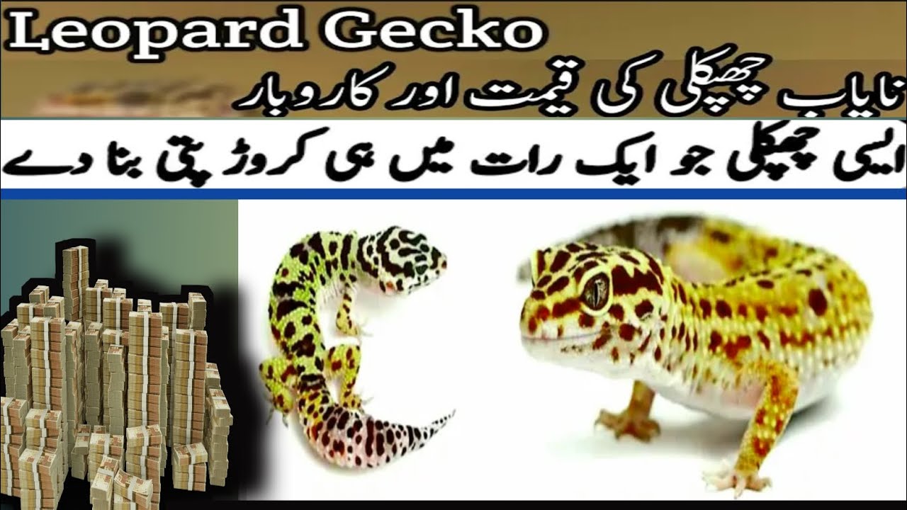 Leopard sale in Pakistan 2025 | Cheetah chepkali price in Pakistan| Lizard 🦎sale