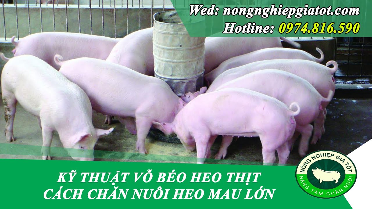 Vỗ béo heo thịt đúng cách - Cách nuôi heo thịt nhanh... - youtube