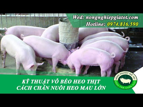 Video Vỗ béo heo thịt đúng cách - Cách nuôi heo thịt nhanh... - youtube
