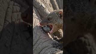 Tiny mangoose gives huge rhino a spa day #wildlife #nature #usashorts