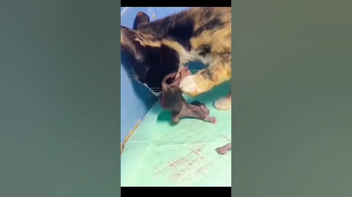 Mother cat "eats" its kitten after giving birth. - DayDayNews