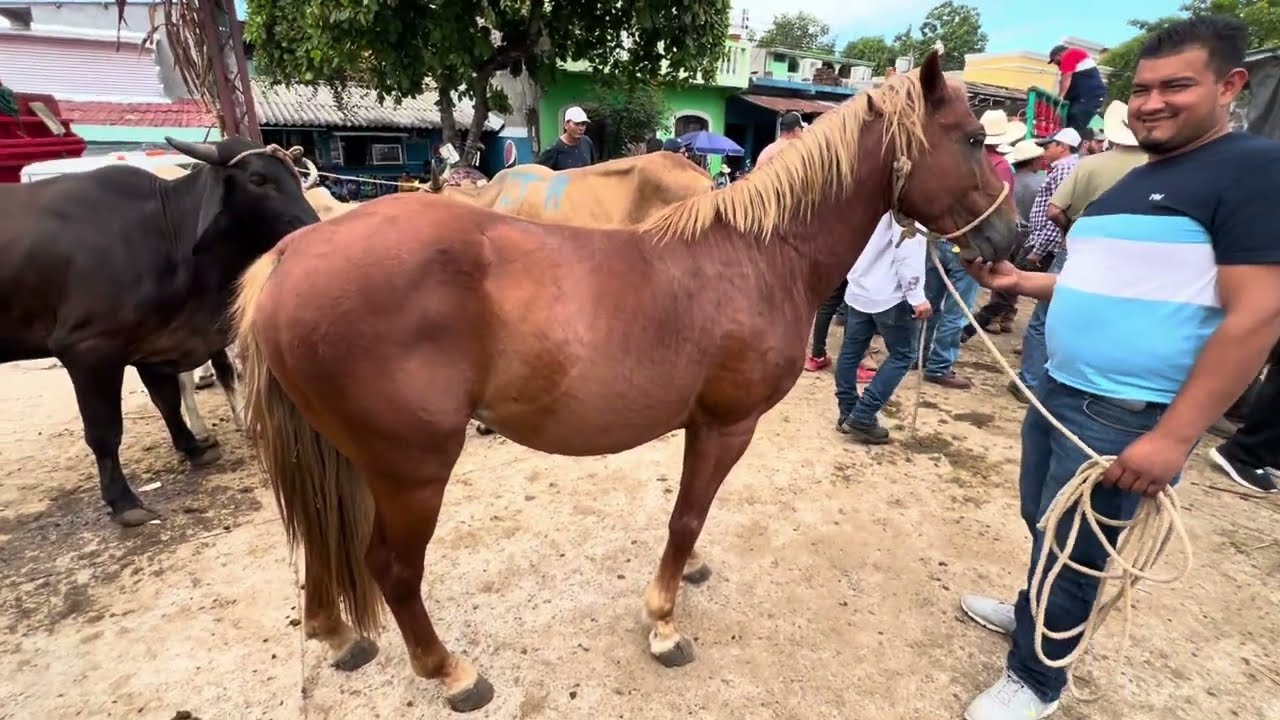 Caballo en el tiangue san Rafael cedros