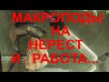 Макроподы на нерест и прочая работа...