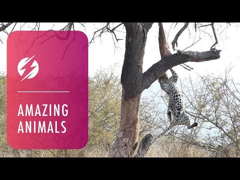 Acrobatic Leopard Falls Out Of Tree Trying To Cling To Prey - This leopard took a spectacular fall from a tree after losing its balance while clinging on to her kill.