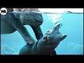 A Newborn Hippo Has Only 40 Seconds to Swim Out