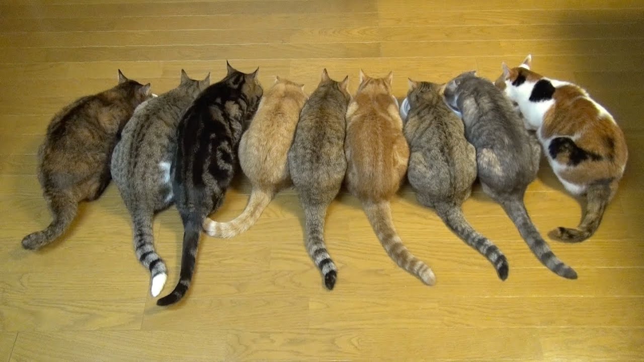 Кошка и 10 котят. 10 Кошек. Девять кошек. 9 Котят. Котята 9шт.