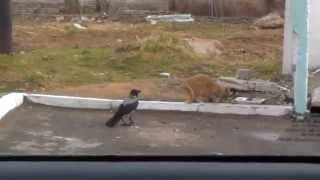 Кошка слабее вороны!Прикольное видео!Ворона умнее кошки! Кошка слабее вороны!Прикольное видео!Ворона умнее кошки!