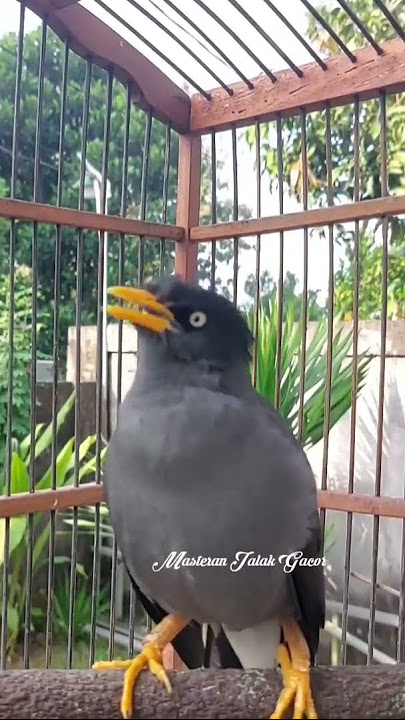 Jalak Kebo Gacor 15.7.2