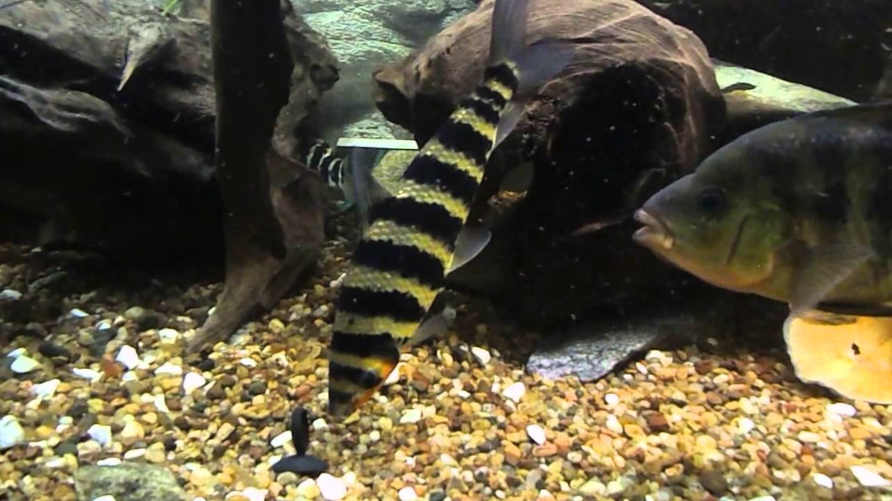 Leporinus fasciatus