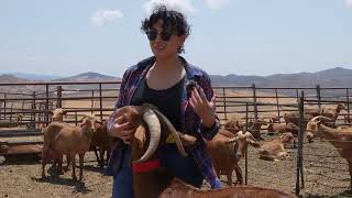 Cabra Malagueña - la joya de la raza caprina lechera