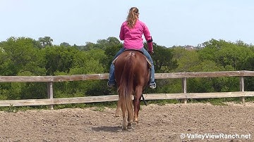 SmartLittleQuickCat - working the mechanical cow - Valley View Ranch