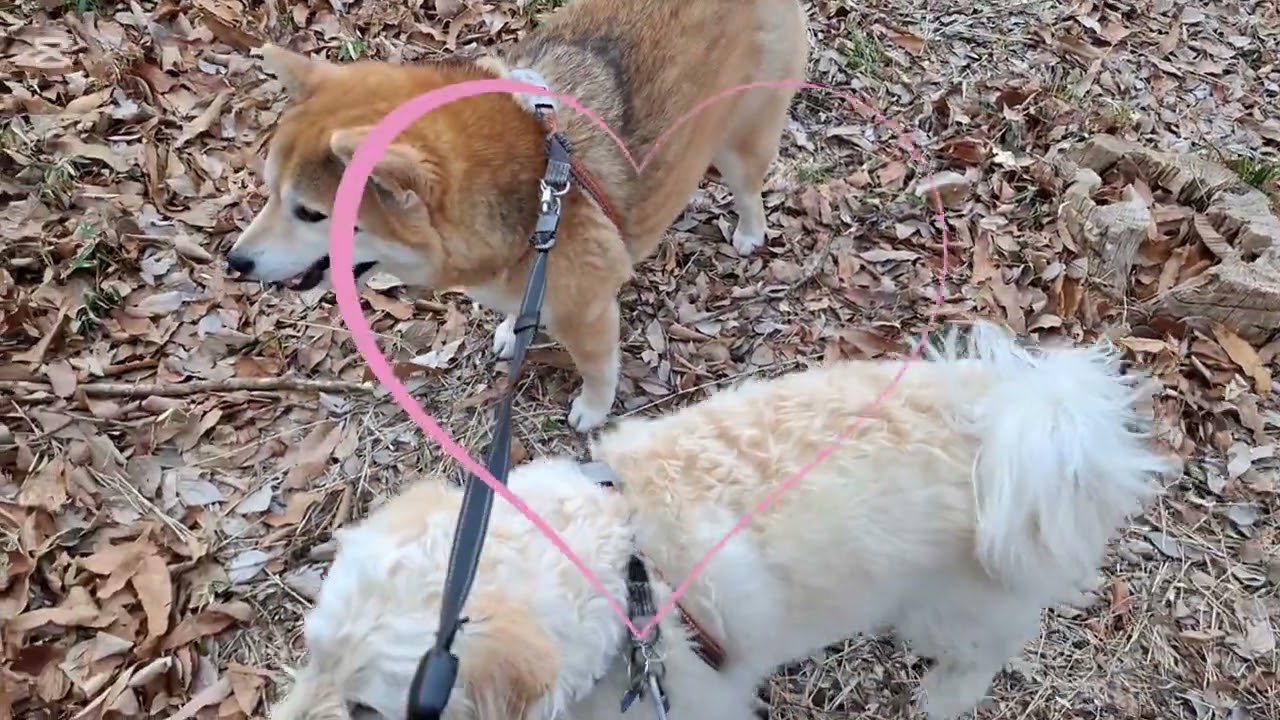 娘達の狩猟本能見せつけられました🤣#柴犬#柴プー#可愛い犬