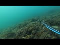 Spearfishing in Victoria:go pro7 스피어피싱 / Freediving / 프리다이빙 / 멜버른