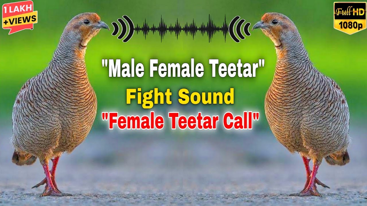 🎯"Teetar Ki Ladai 🔥 | Male & Female Teetar Fight + Calling Sound | Desi Grey Francolin Awaaz"