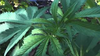 Outdoor Grow August 24 2012, Part 7