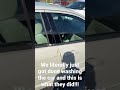 Car destroyed by seagulls and 4 year olds hilarious reaction!! Wait til the end!! #funnykids #fyp