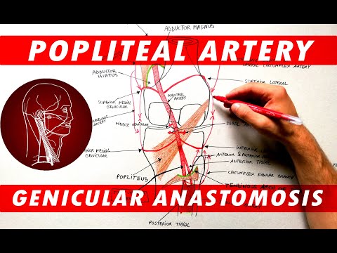 The Popliteal Artery branches & genicular anastomosis