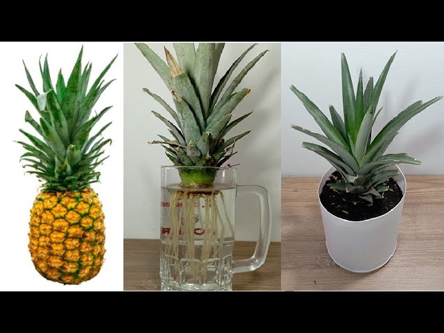 Cultivando Piña En Casa