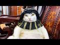 Funniest Cat Videos That Will Make You Laugh All Day 😂🐱