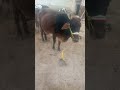 A visit to a cow farm