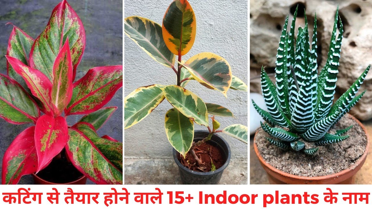 Grow 15+ Indoor plants by cutting with results | 15+ कटिंग से त्यार