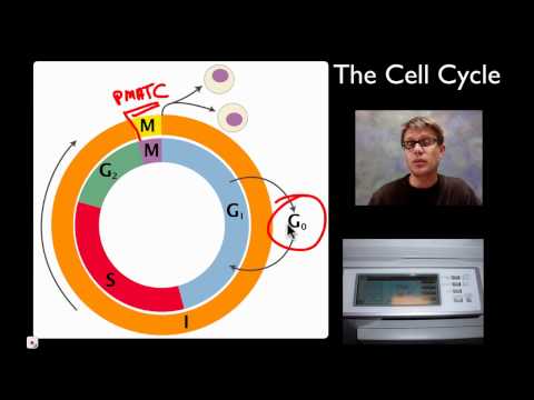 Mitosis - Safeshare.TV