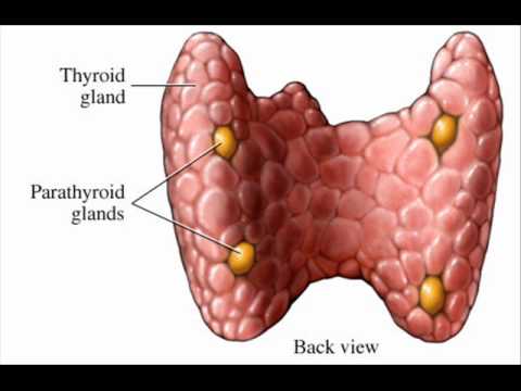 Image result for thyroid gland anatomy