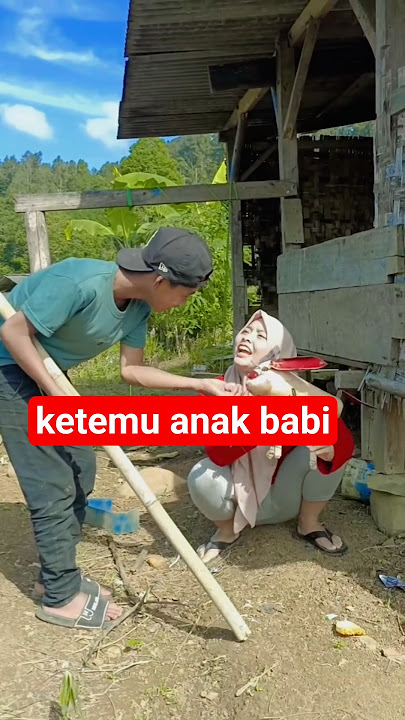 ketemu babi #gemoy #sawah #cinematiksawah #bodorsundaterbaru