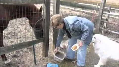 RESOLVING FIGHTING AND BITING PROBLEMS IMMEDIATELY...