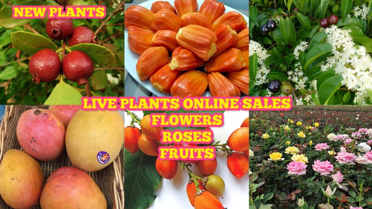 LIVE FLOWERS FRUITS ROSE PLANTS ONLINE SALES BEST PLANTS SALES best