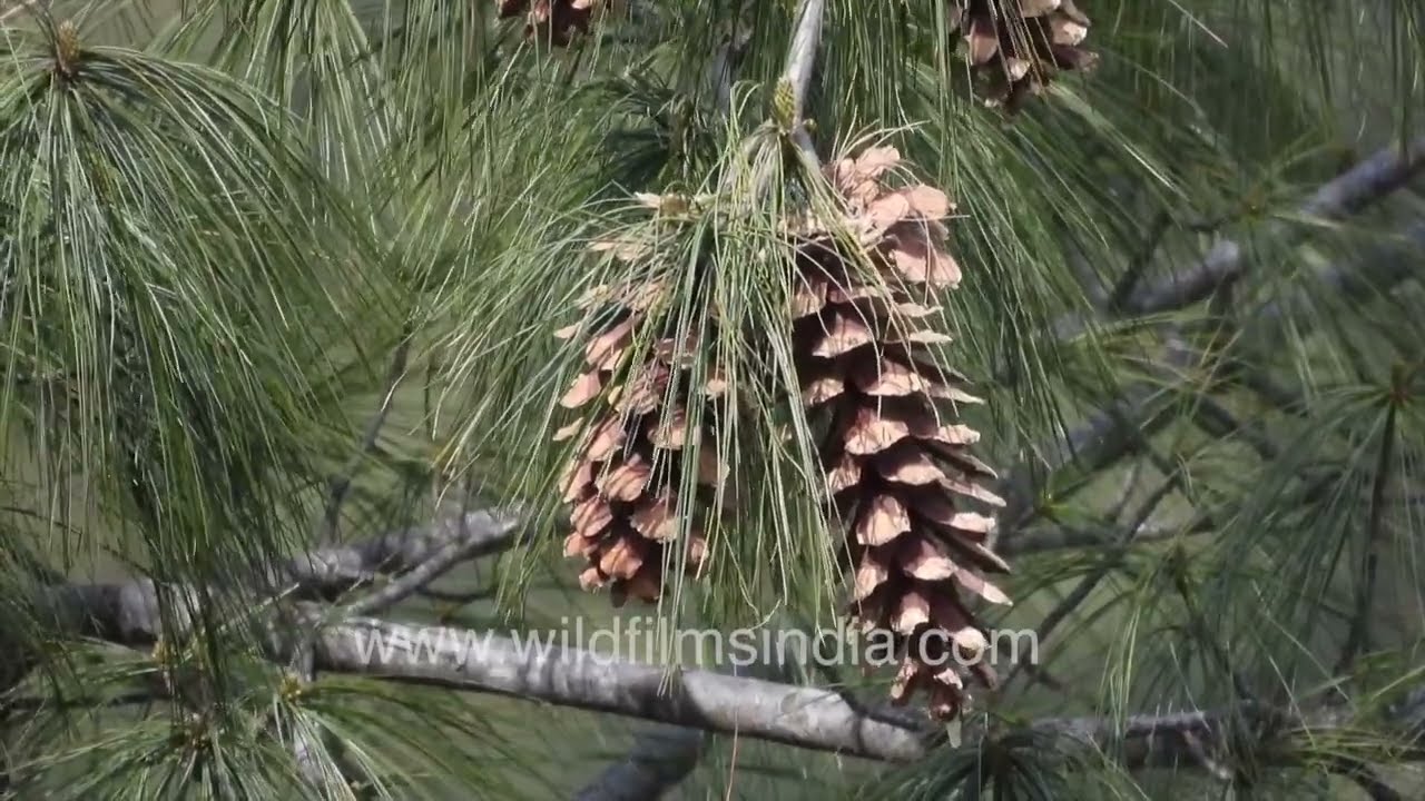 Himalayan Blue Pine cones and pine leaves are different from regular Chir pine: Pinus wallichiana