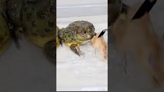 Feeding Savage Bullfrog #MyAnimalHouse